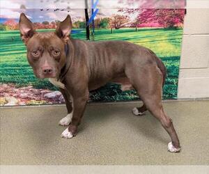 American Pit Bull Terrier Dogs for adoption in Moreno Valley, CA, USA