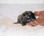 Small #4 Poodle (Toy)