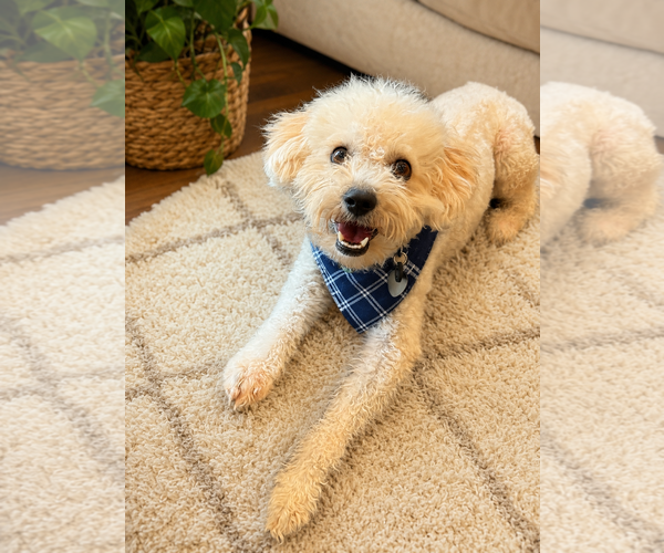 Medium Photo #2 Poochon Puppy For Sale in Phoenix, AZ, USA