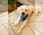 Small #1 Poochon