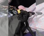 Puppy Molly Boston Terrier-Faux Frenchbo Bulldog Mix
