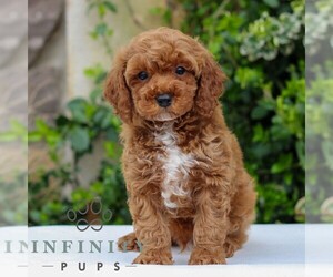 Goldendoodle (Miniature) Puppy for sale in EAST EARL, PA, USA