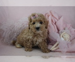 Puppy Puppy 4 Goldendoodle