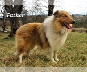 Father of the Collie puppies born on 03/25/2022