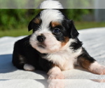 Small #2 Auss-Tzu