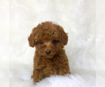 Small #2 Poodle (Toy)
