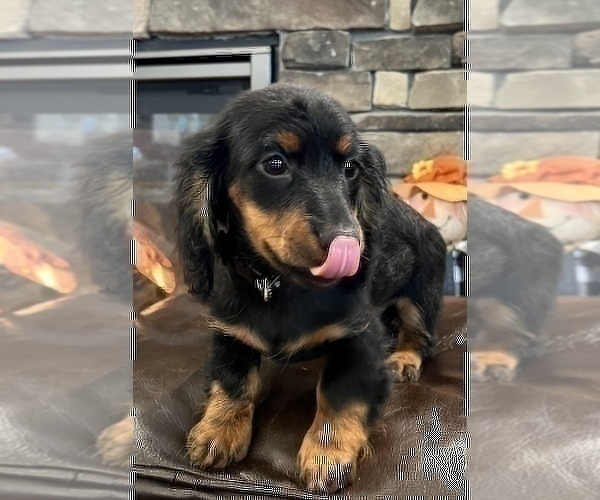 Medium Photo #9 Dachshund Puppy For Sale in NOBLESVILLE, IN, USA