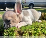 Small Photo #7 French Bulldog Puppy For Sale in NORTH LITTLE ROCK, AR, USA