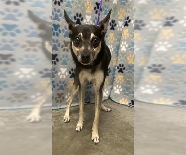 Medium Photo #1 Rat Terrier Puppy For Sale in Rosenberg, TX, USA