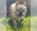 Small #1 French Bulldog