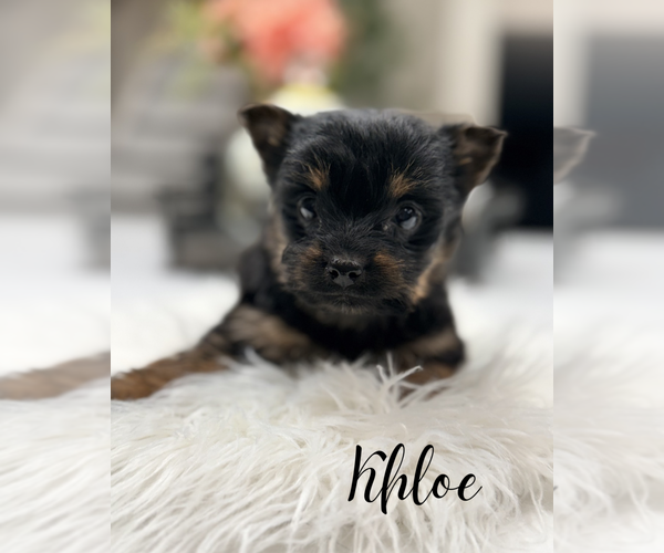 Medium Photo #10 Yorkshire Terrier Puppy For Sale in ADDISON, IL, USA