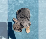 Small #23 French Bulldog