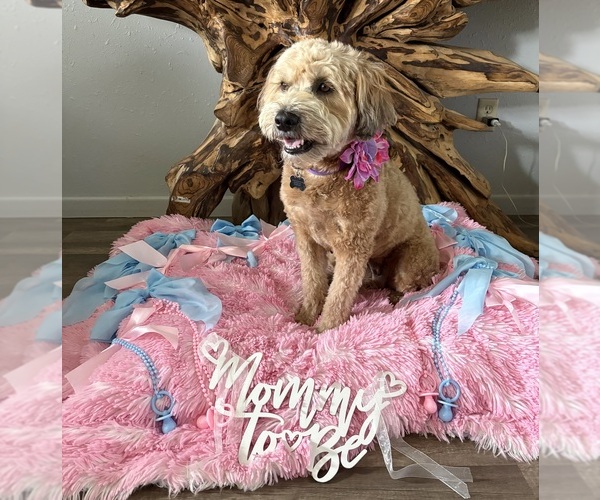Medium Photo #1 Whoodle Puppy For Sale in SKIATOOK, OK, USA