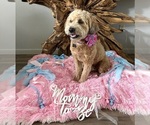 Small Photo #1 Whoodle Puppy For Sale in SKIATOOK, OK, USA