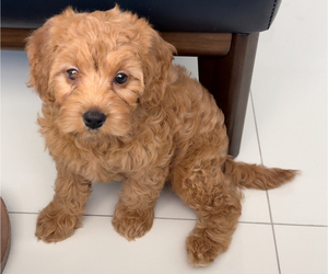 Double Doodle Puppy for Sale in MIAMI, Florida USA