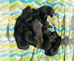 Small #23 Labrador Retriever