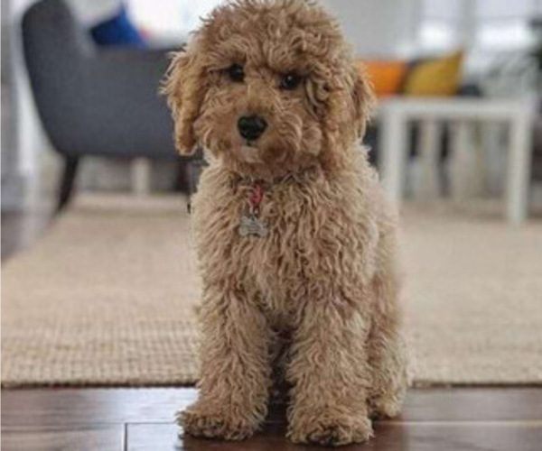 Medium Photo #44 Poocan Puppy For Sale in FAIR OAKS, CA, USA