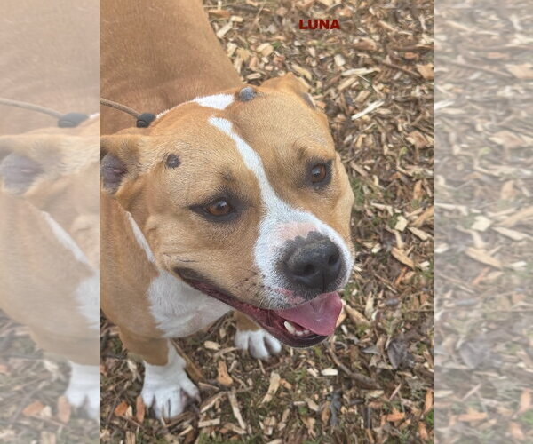 Medium Photo #1 Staffordshire Bull Terrier-Unknown Mix Puppy For Sale in Woodland Hills, CA, USA