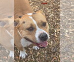 Small Staffordshire Bull Terrier Mix