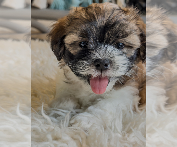 Medium Photo #3 Zuchon Puppy For Sale in CLERMONT, FL, USA