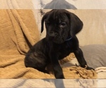 Small Photo #7 Cane Corso Puppy For Sale in KILLEEN, TX, USA