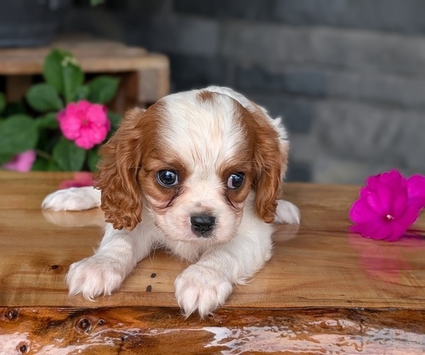 Medium Photo #5 Cavalier King Charles Spaniel Puppy For Sale in GOSHEN, IN, USA