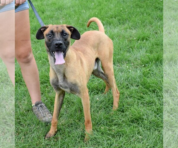 Medium Photo #7 Boxer-Redbone Coonhound Mix Puppy For Sale in Huntley, IL, USA