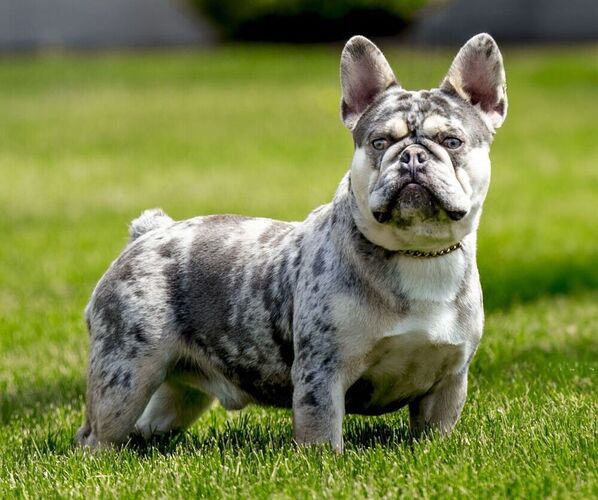 Medium Photo #1 Faux Frenchbo Bulldog Puppy For Sale in GOSHEN, IN, USA