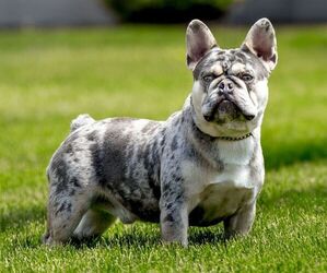 Father of the Faux Frenchbo Bulldog puppies born on 06/25/2025