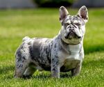 Small Photo #1 Faux Frenchbo Bulldog Puppy For Sale in GOSHEN, IN, USA