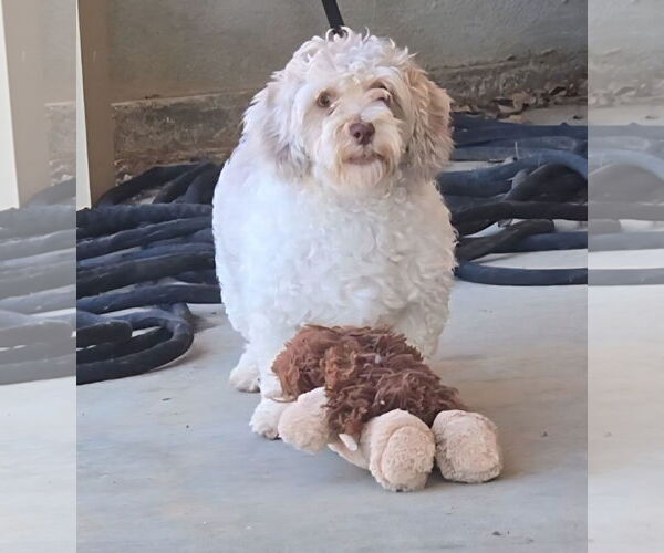 Medium Photo #1 Poodle (Miniature)-Unknown Mix Puppy For Sale in Fallbrook, CA, USA