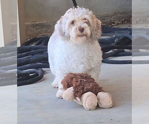Medium Poodle (Miniature) Mix