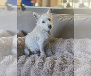 Mutt Dogs for adoption in Andover, MN, USA