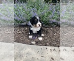 Small Photo #16 Bernedoodle Puppy For Sale in MARTINSVILLE, IN, USA