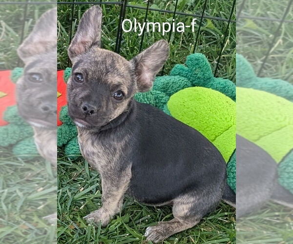 Medium Photo #2 Chihuahua-Rhodesian Ridgeback Mix Puppy For Sale in San Bernardino, CA, USA