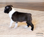 Small #13 Boston Terrier