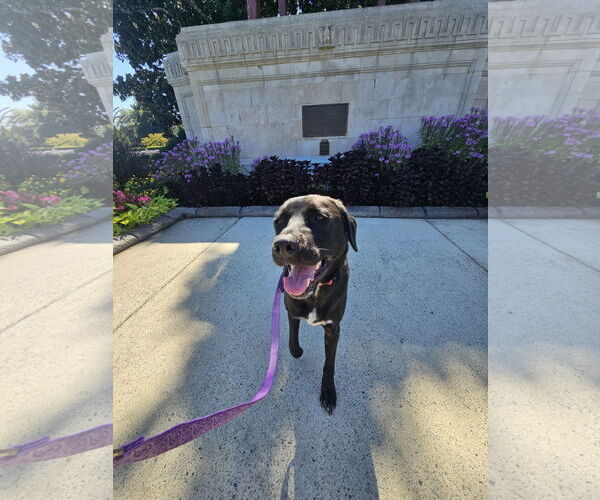 Medium Photo #4 Labrador Retriever-Unknown Mix Puppy For Sale in Thomasville, NC, USA