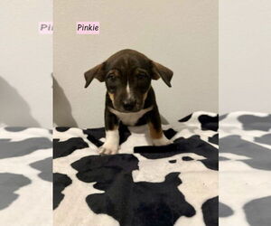 Labbe Dogs for adoption in Brewster, NY, USA