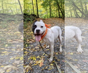Buddy 2 - Male Mutt Dog for Adoption - Photo #15