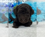 Small Photo #3 Poodle (Miniature) Puppy For Sale in BULLARD, TX, USA