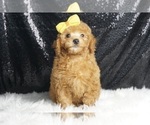 Puppy Stanley AKC Poodle (Toy)