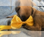Small Photo #199 Belgian Malinois Puppy For Sale in REESEVILLE, WI, USA