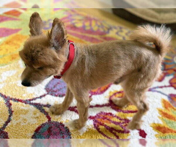 Medium Photo #2 Pomeranian Puppy For Sale in Arlington, VA, USA