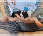 Small Photo #3 Australian Shepherd Puppy For Sale in BATTLE CREEK, MI, USA