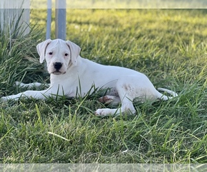Dogo Argentino Puppy for sale in EPHRATA, WA, USA