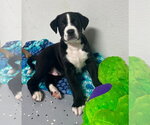 Small Labrador Retriever-Saint Bernard Mix