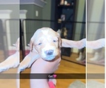 Puppy Puppy 5 Goldendoodle (Miniature)