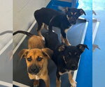 Small #5 German Shepherd Dog Mix