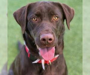 Coconut - Adoption In Process - Female Labrador Retriever Dog for Adoption - Photo #2