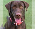 Small Photo #2 Labrador Retriever Puppy For Sale in San Diego, CA, USA
